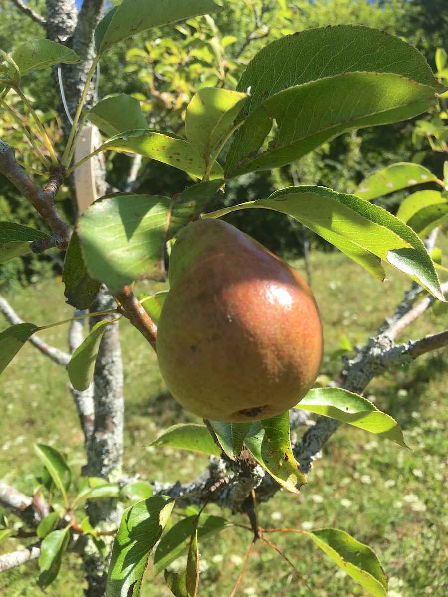 Bartlett Pear Tree, European Type for Sale – Grow Organic