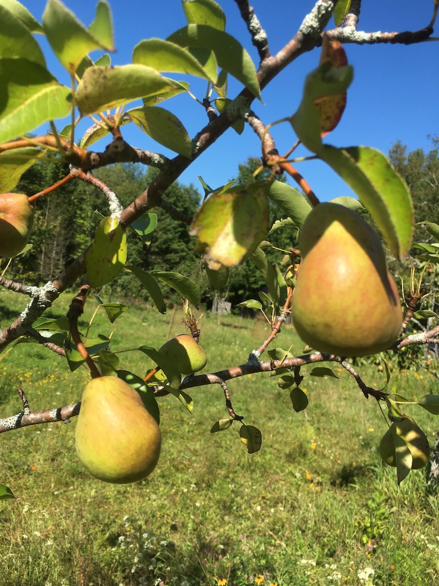 Bartlett Pear Tree, European Type for Sale – Grow Organic