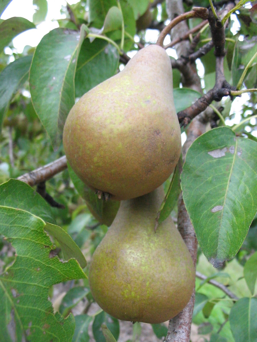 Bosc European Pear