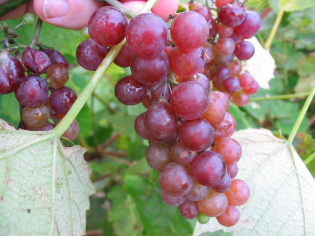 Buy Reliance Red Seedless Grape Vine