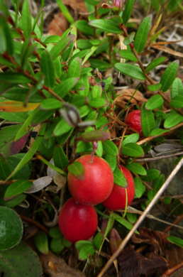 CANNEBERGE CROWLEY (Cranberry) AB - PLANT