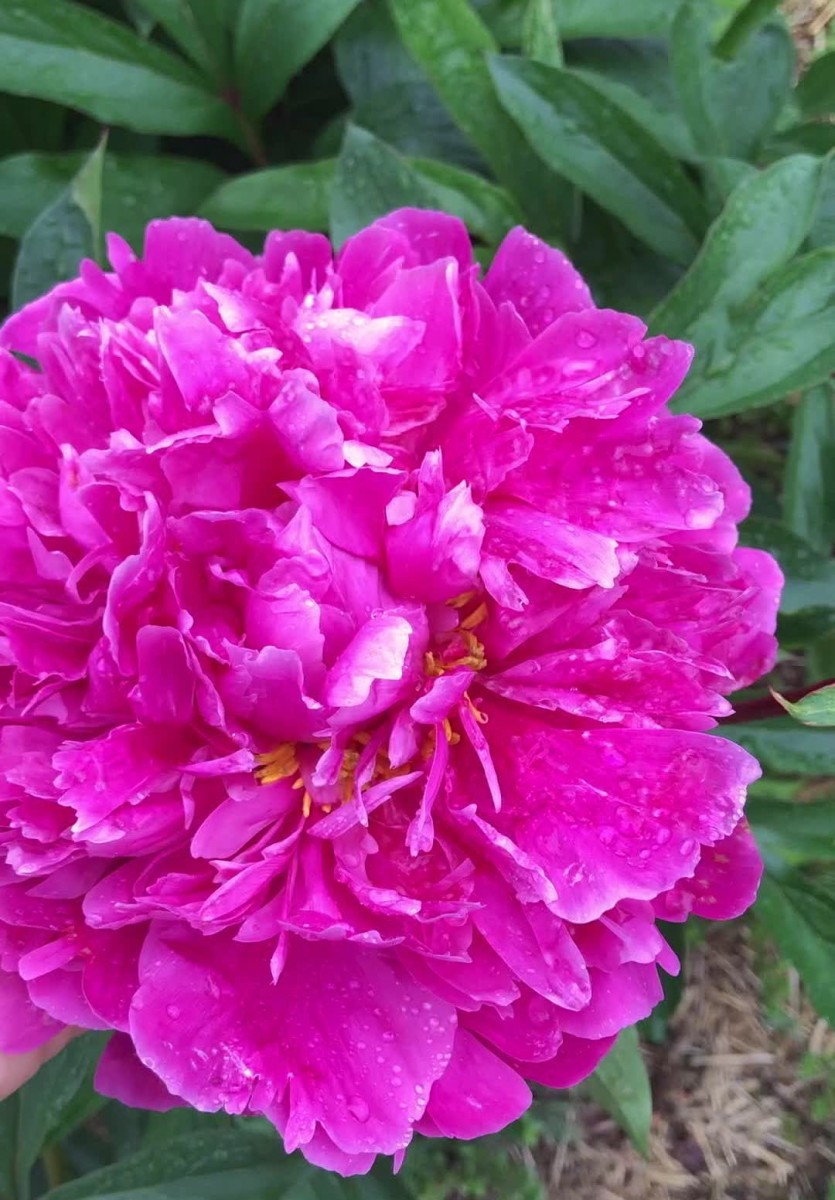  Easy to Grow Peony 'Alexander Fleming' Plant Division (1 Pack)  - Fragrant Pink Flowering Blooms in Spring Gardens : Patio, Lawn & Garden
