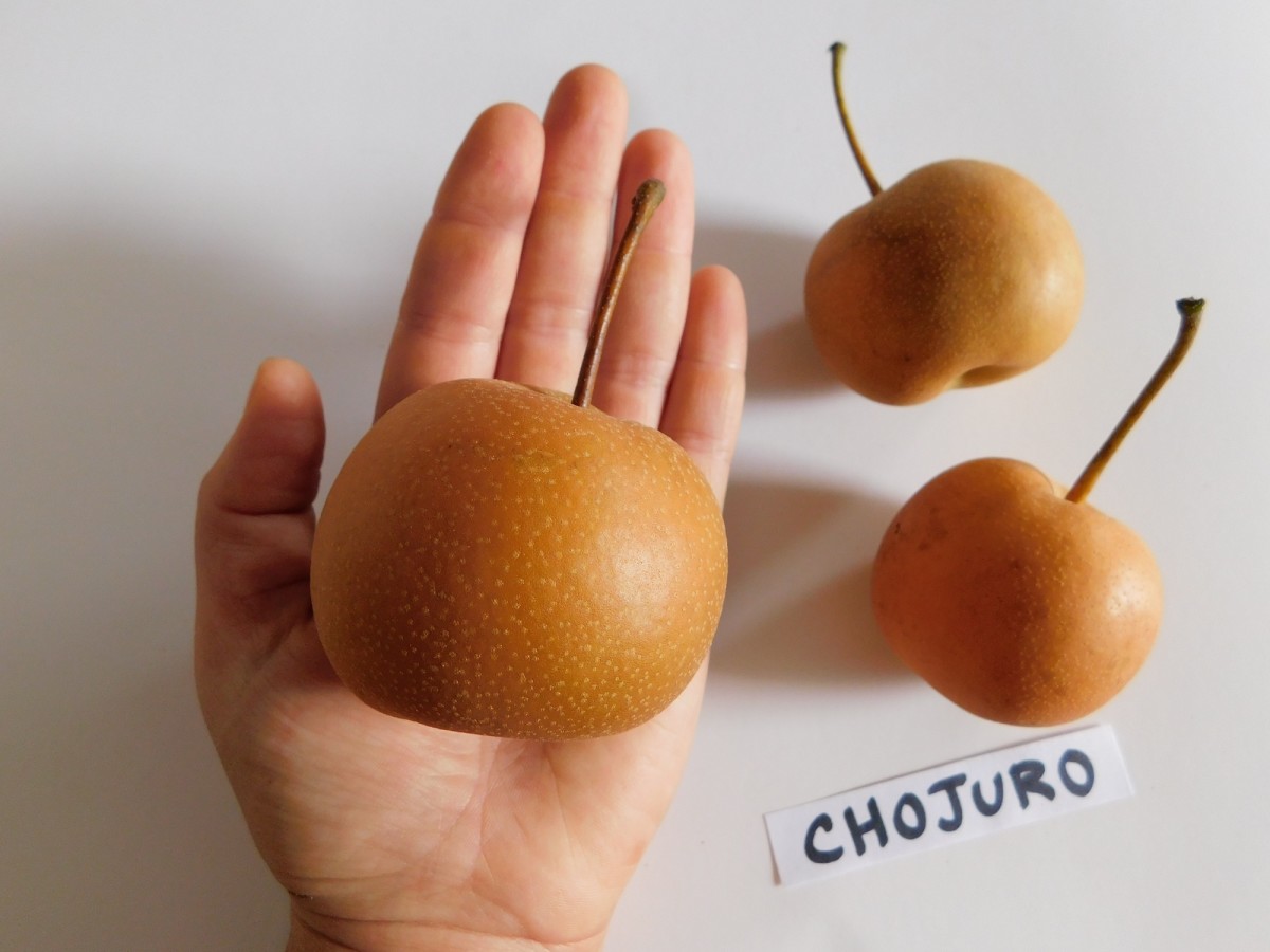 Chojuro full-size item image #5