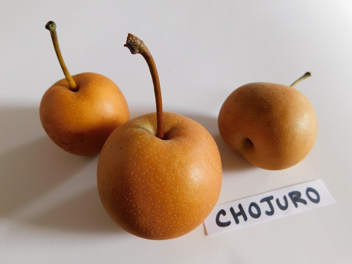 Chojuro full-size item image #5