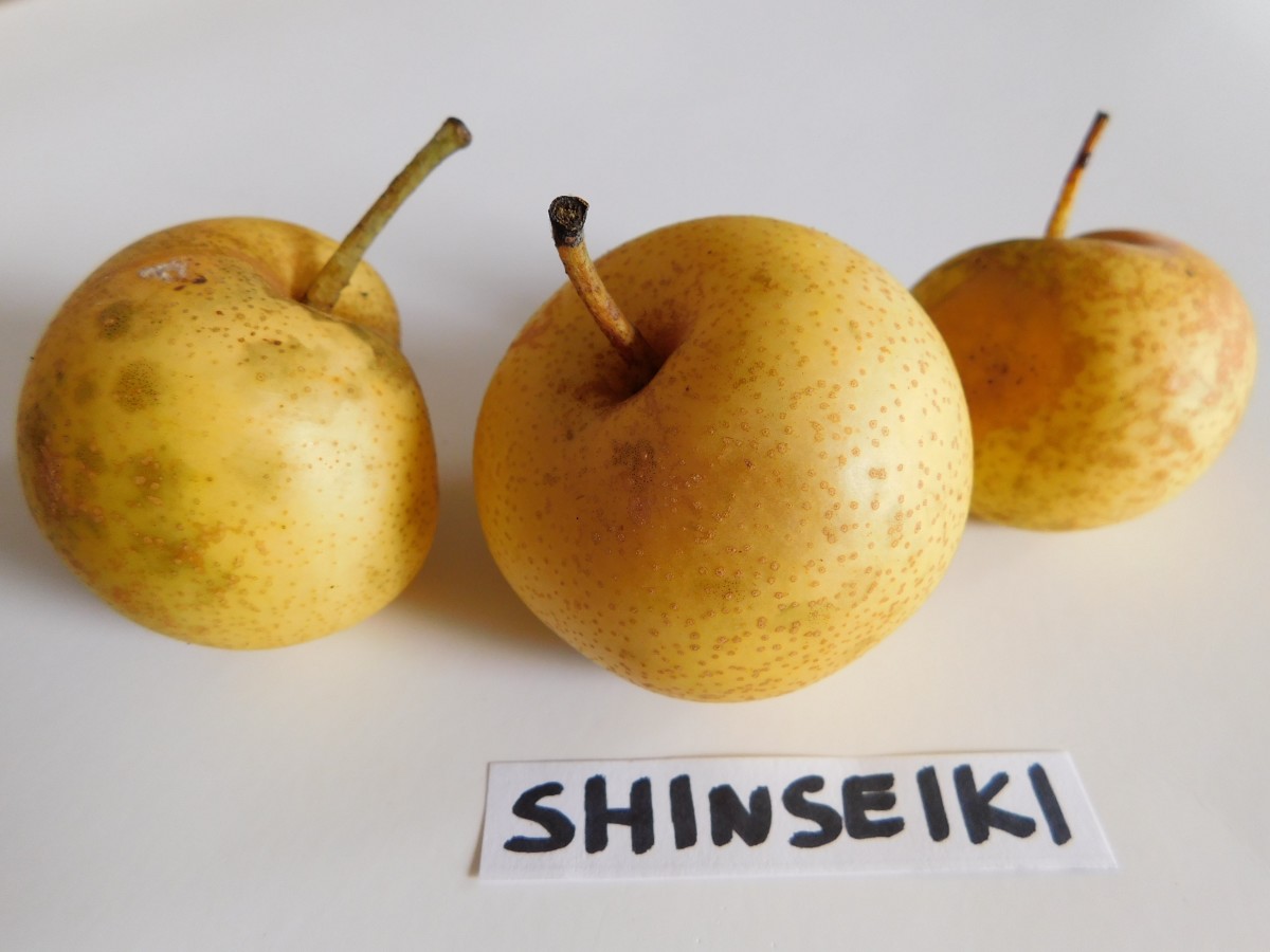 Shinseiki full-size item image #3