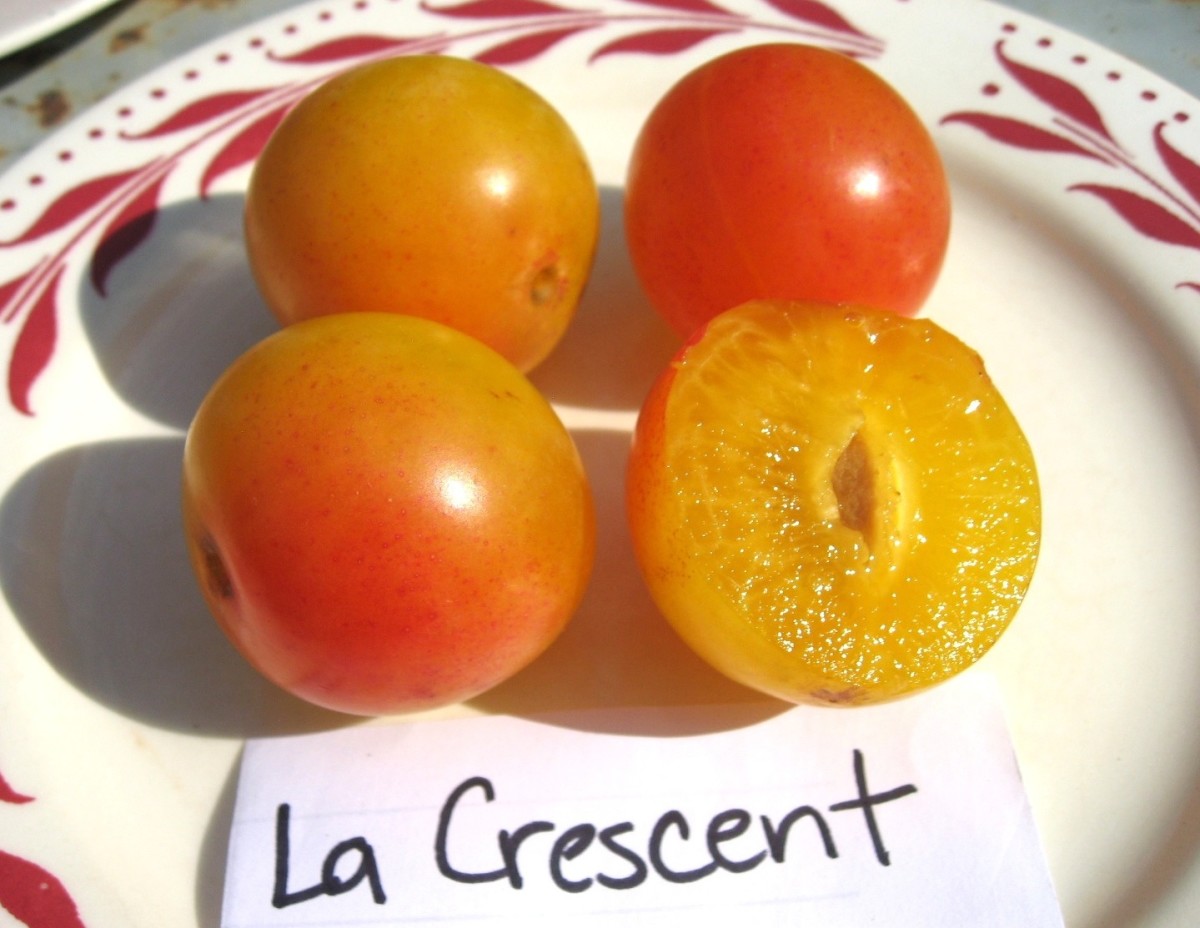 La Crescent full-size item image #3