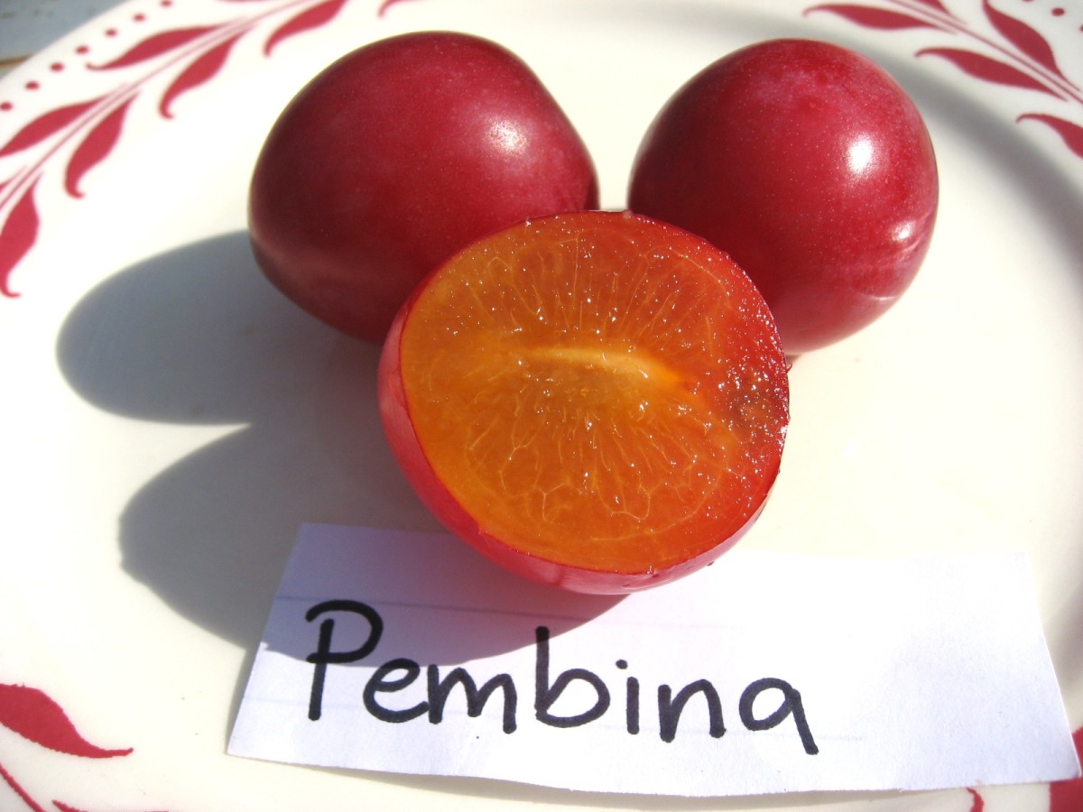 Pembina main full-size item image