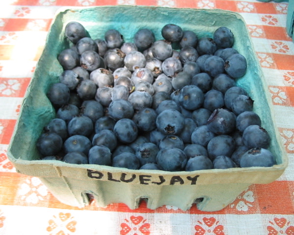 Bluejay full-size item image #3