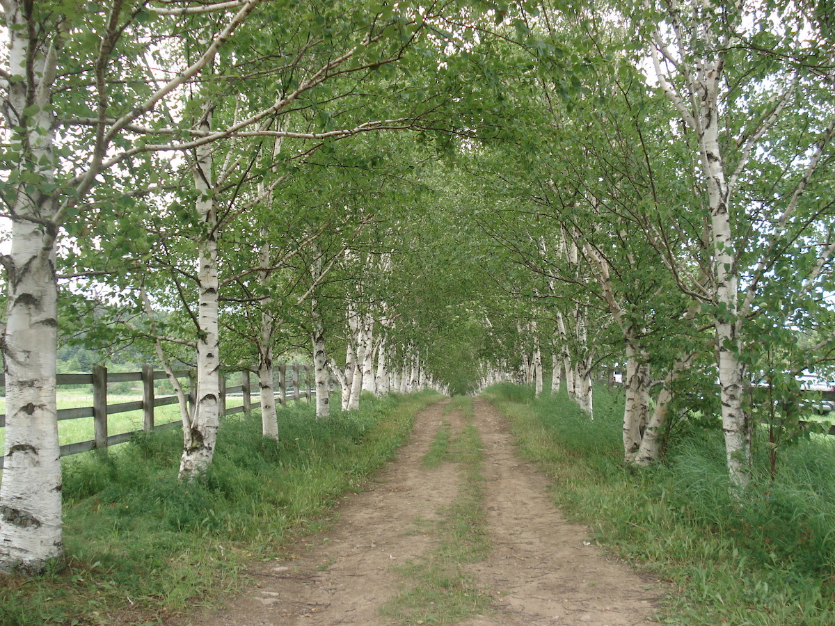 Paper Birch full-size item image #2