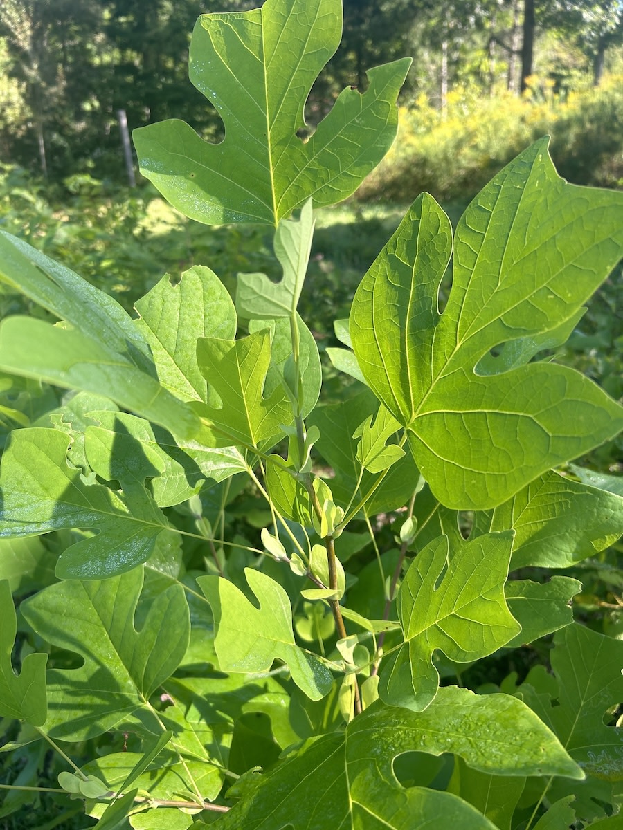 Tuliptree main full-size item image