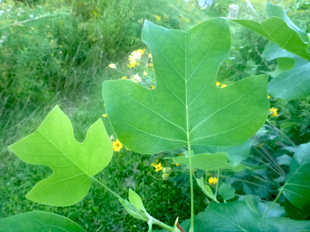 Tuliptree full-size item image #3