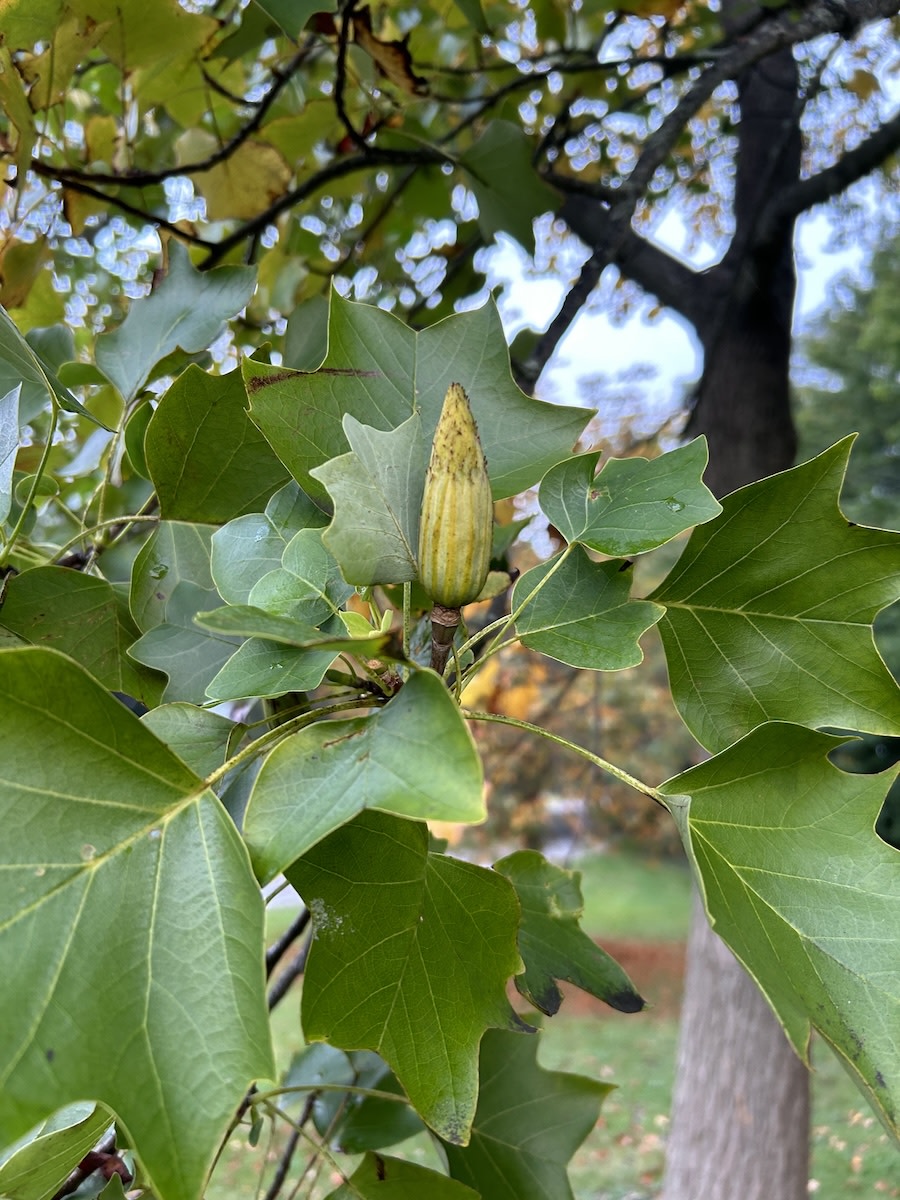 Tuliptree full-size item image #3
