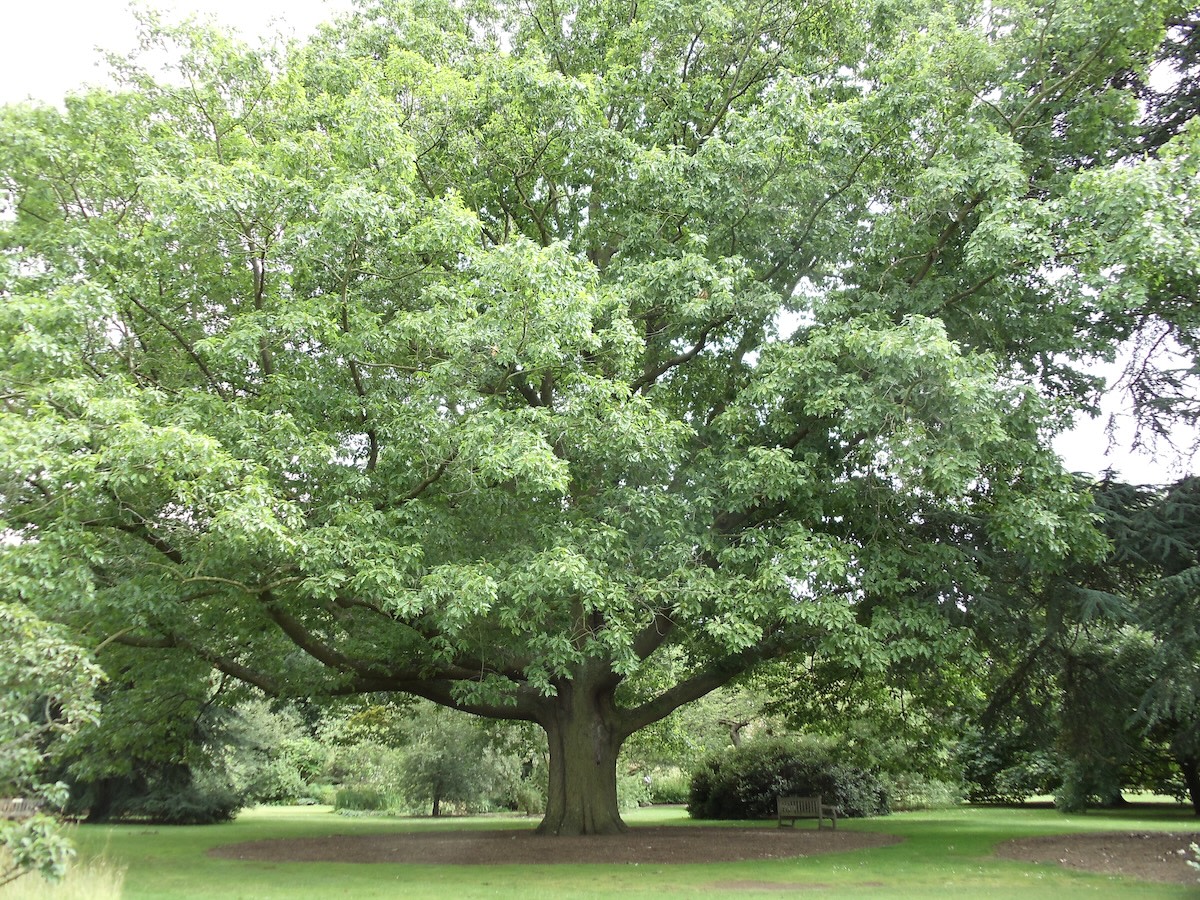 Northern Red Oak main full-size item image