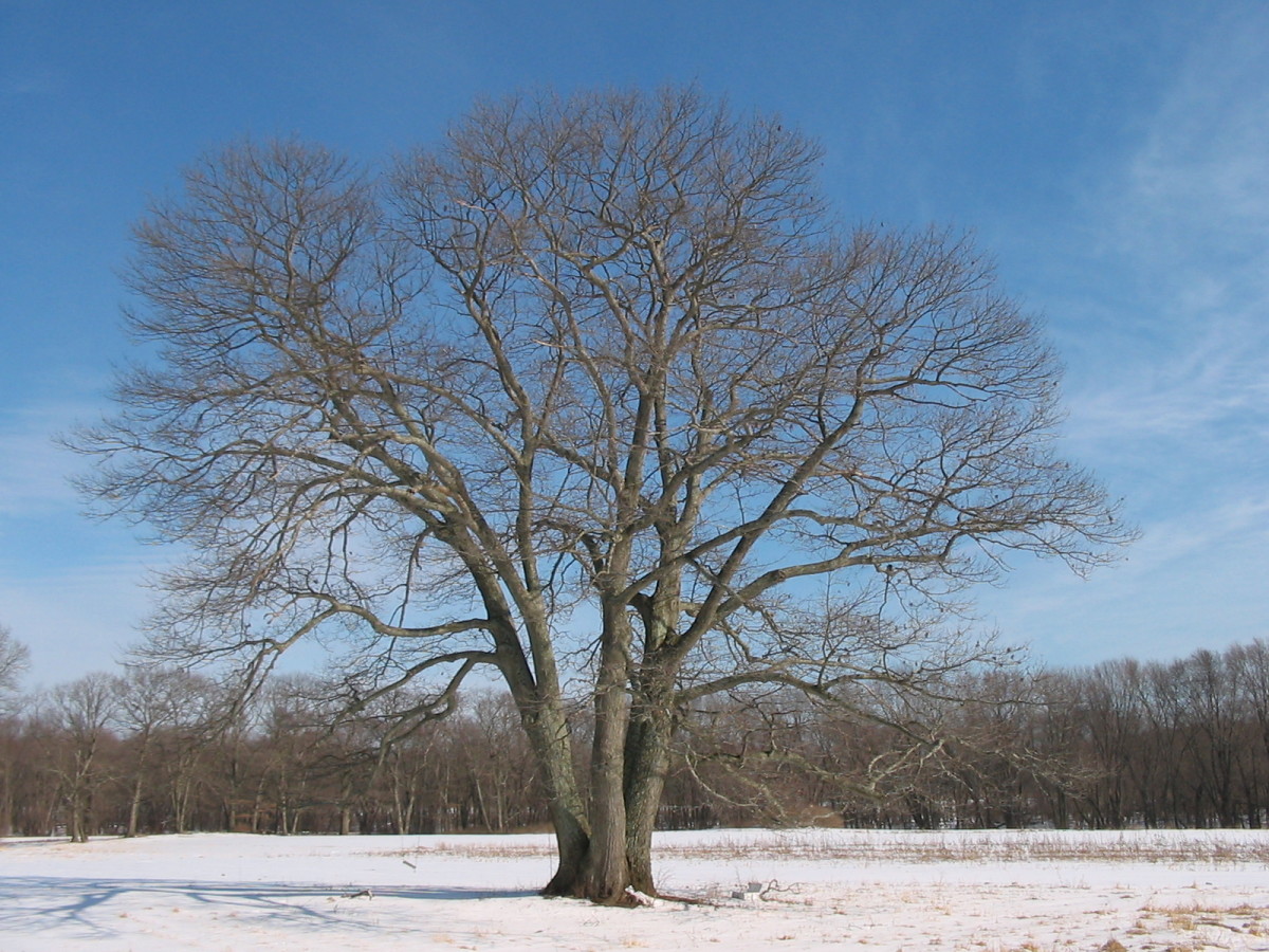Northern Red Oak full-size item image #2