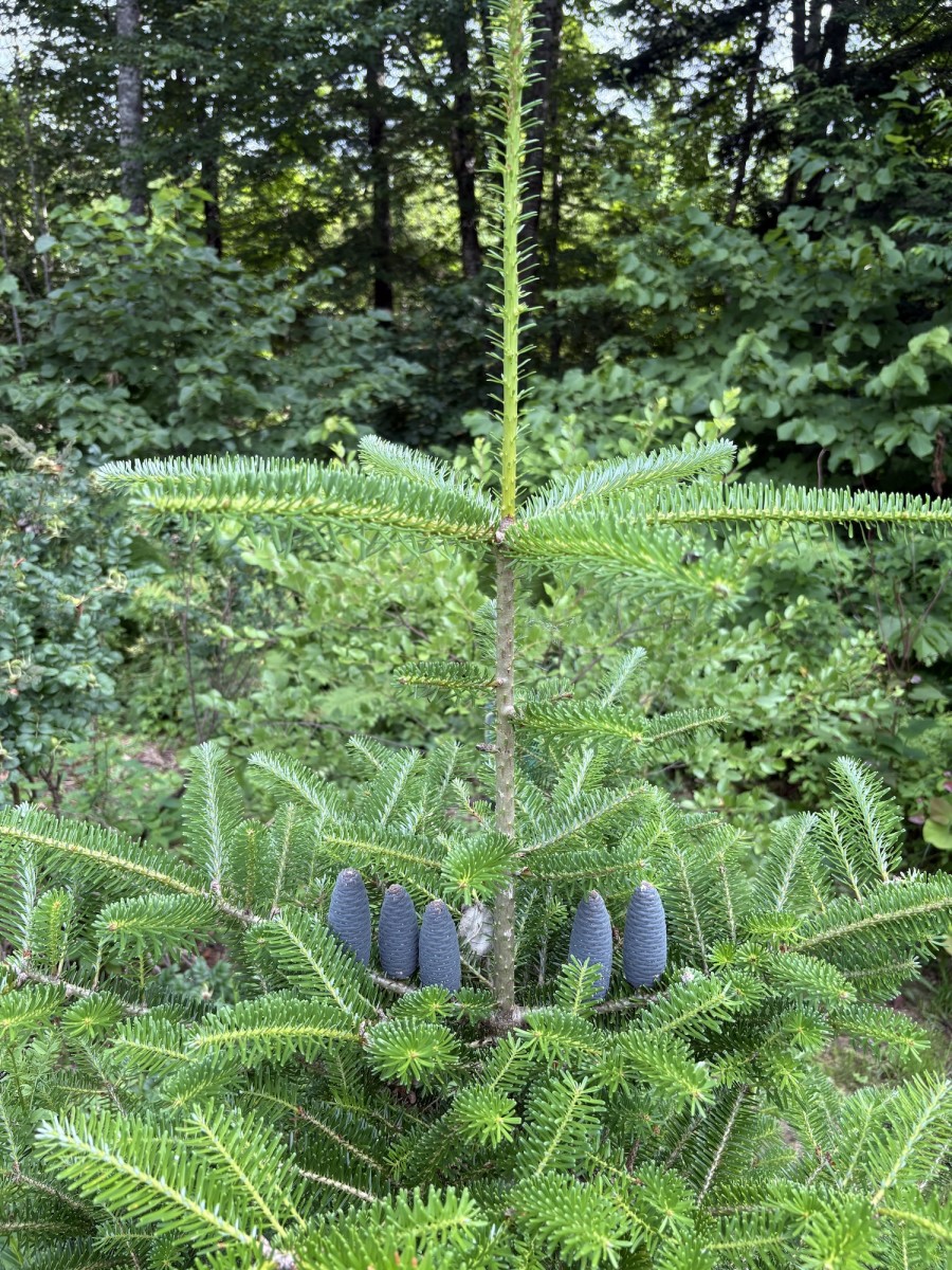 Korean Fir full-size item image #5
