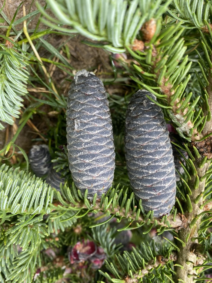 Korean Fir full-size item image #5