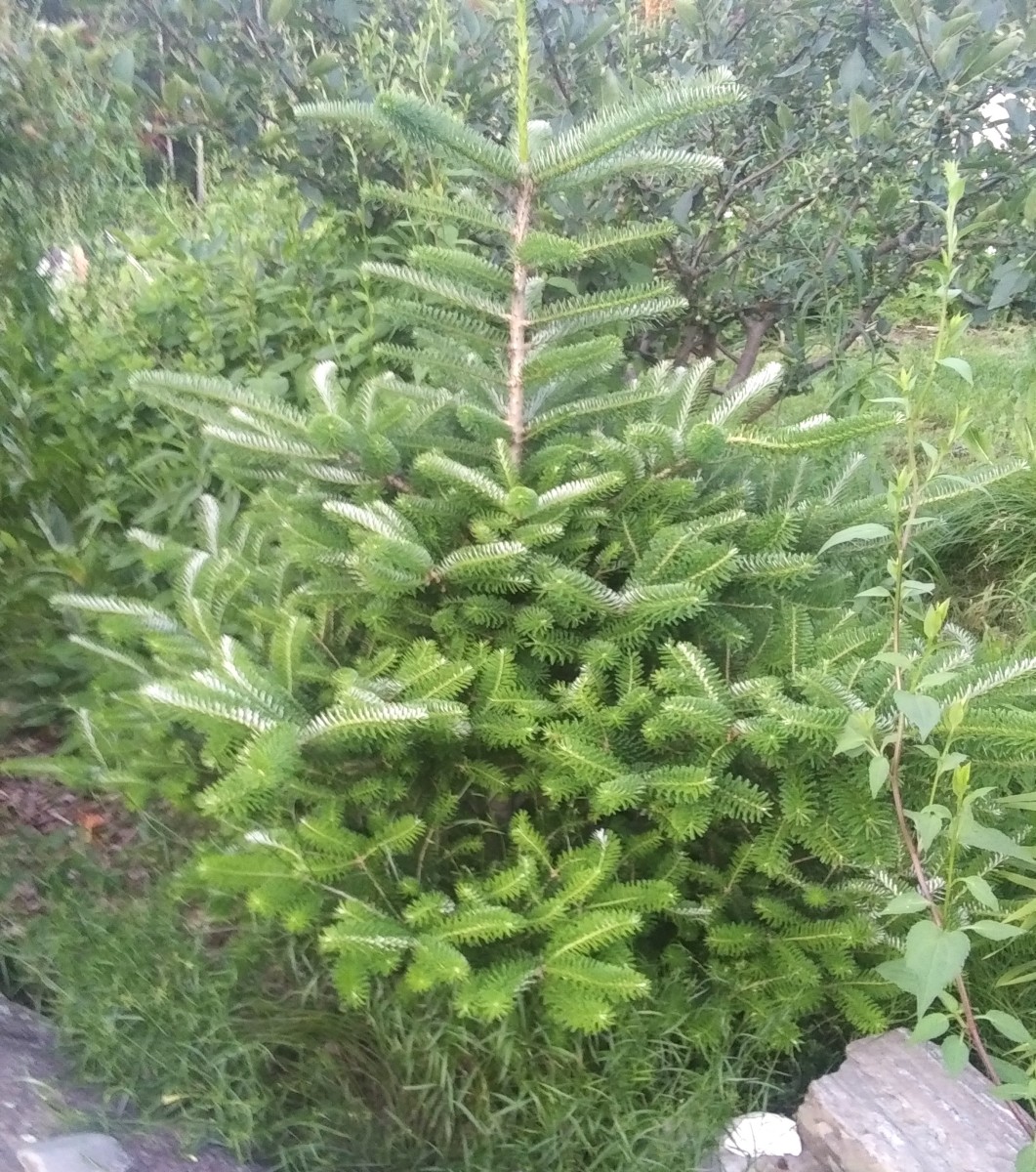 Korean Fir full-size item image #5