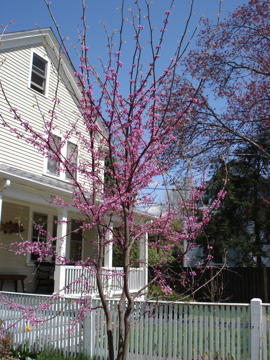 Redbud full-size item image #5
