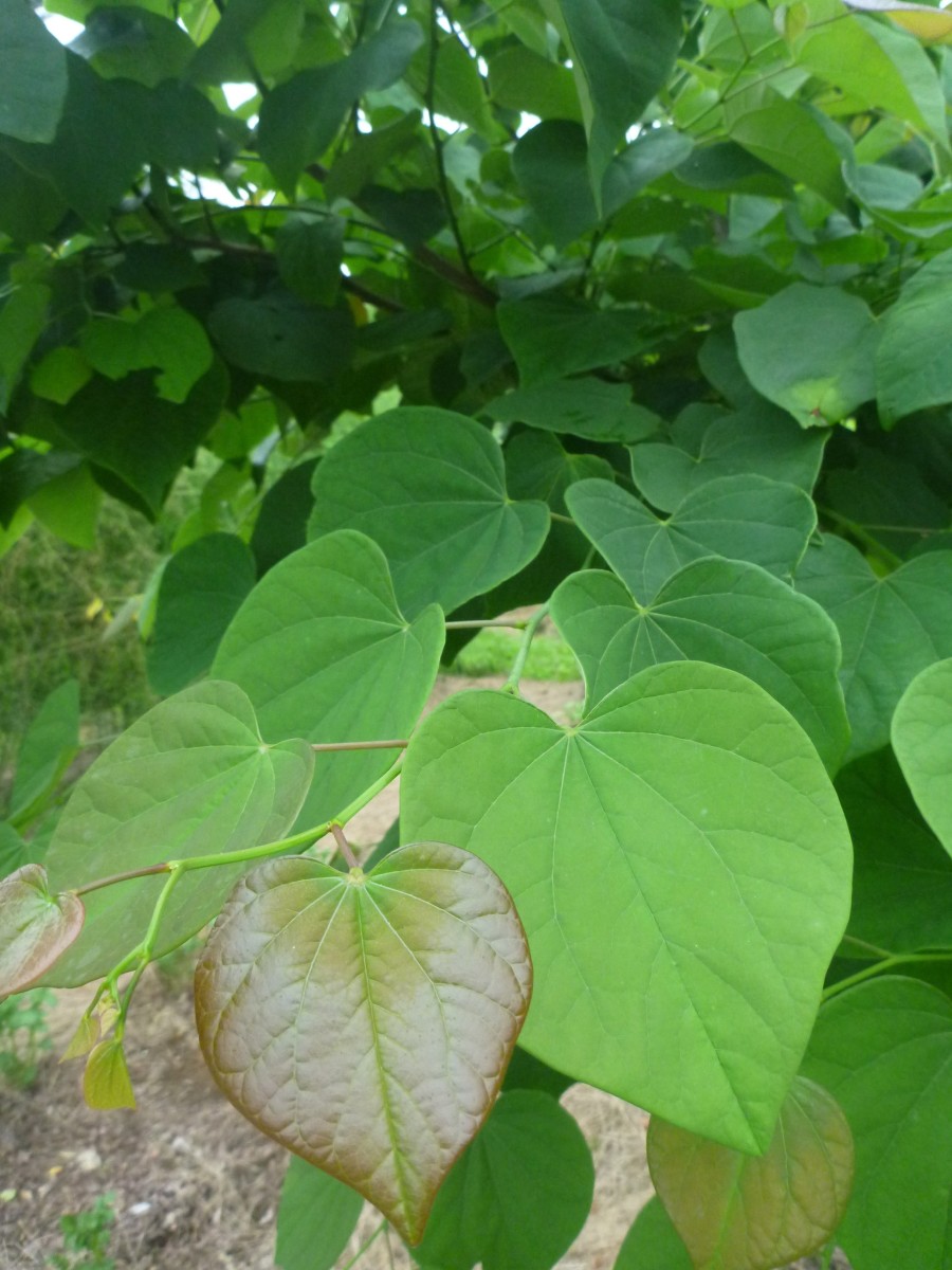 Redbud full-size item image #5