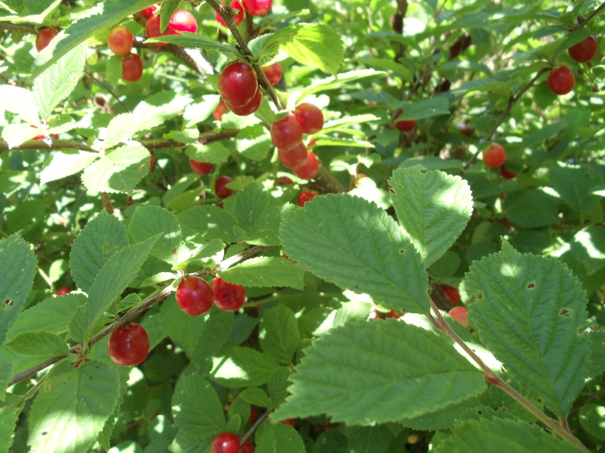 Nanking Cherry main full-size item image