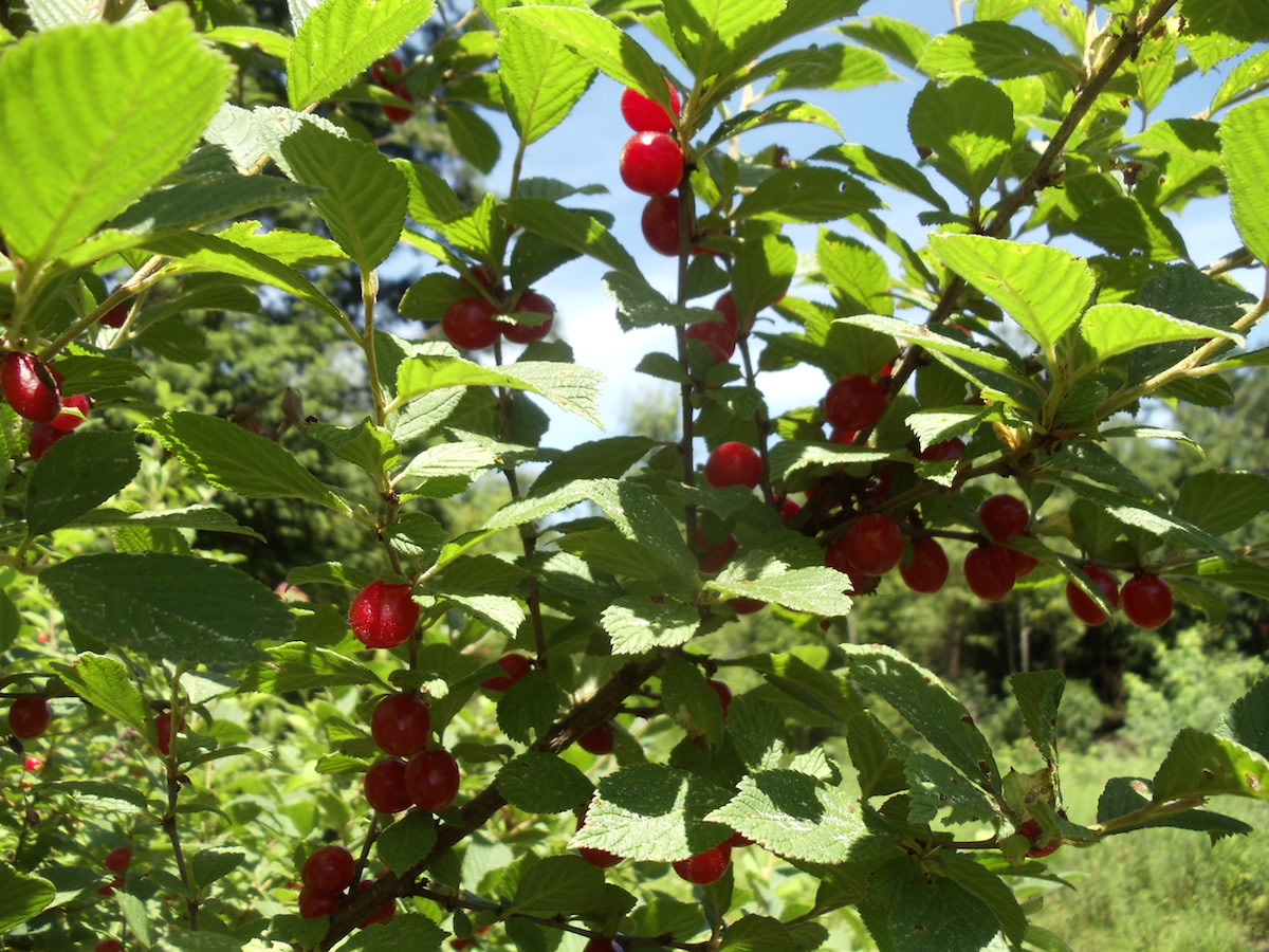 Nanking Cherry full-size item image #3