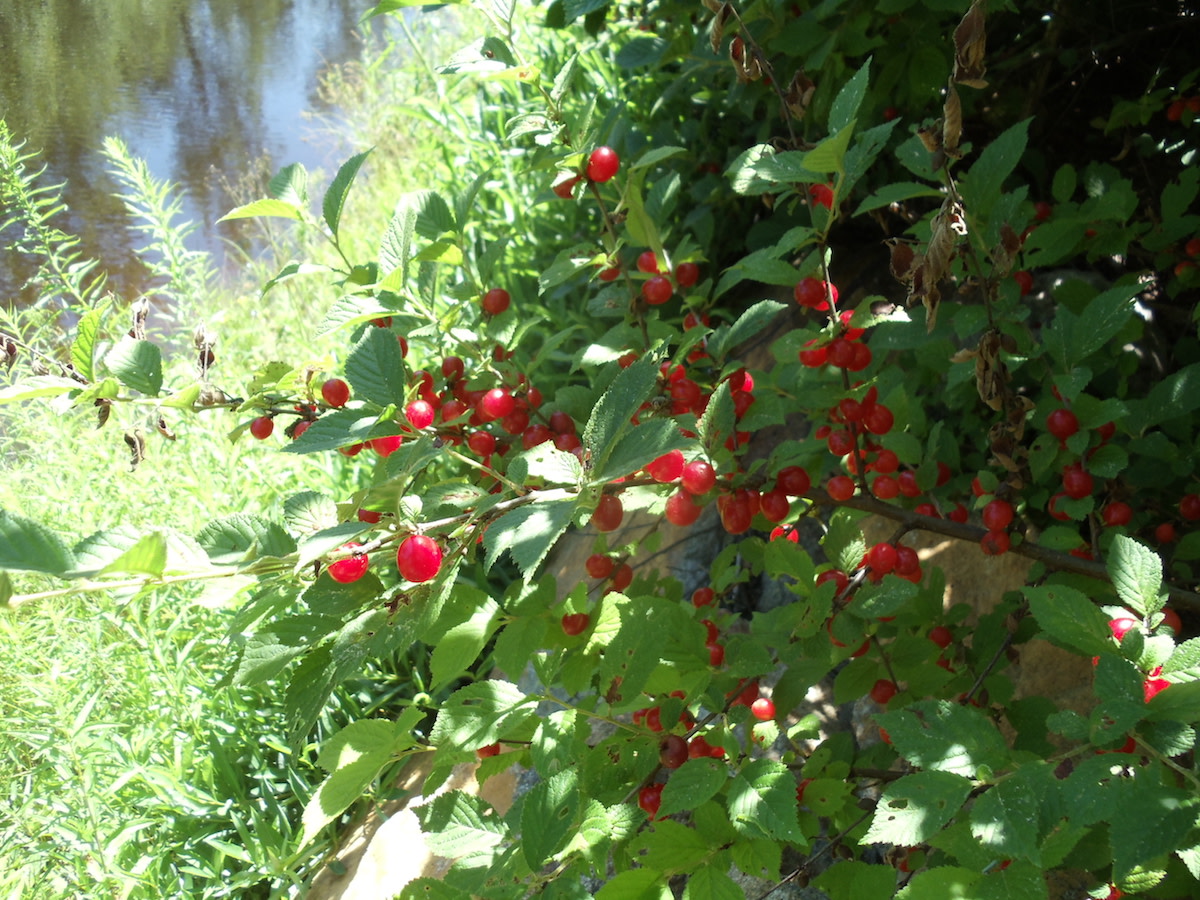 Nanking Cherry full-size item image #3