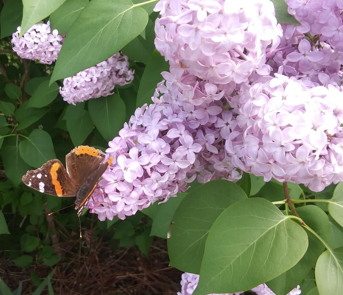 Common Purple Lilac full-size item image #3