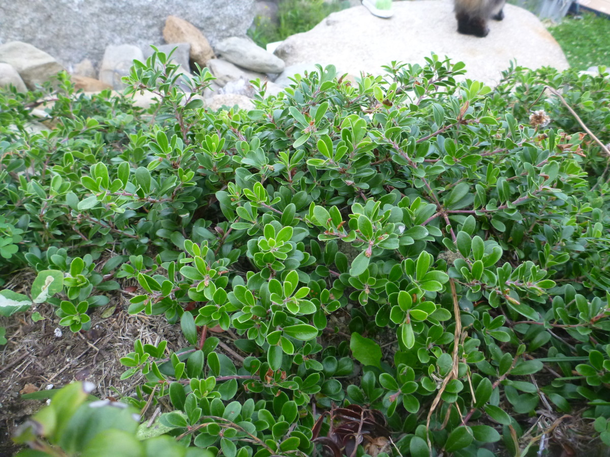Bearberry full-size item image #4
