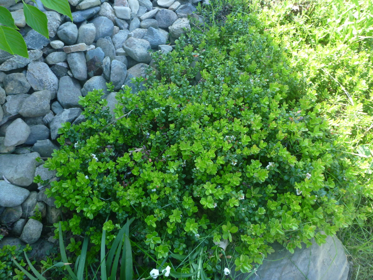 Bearberry full-size item image #4