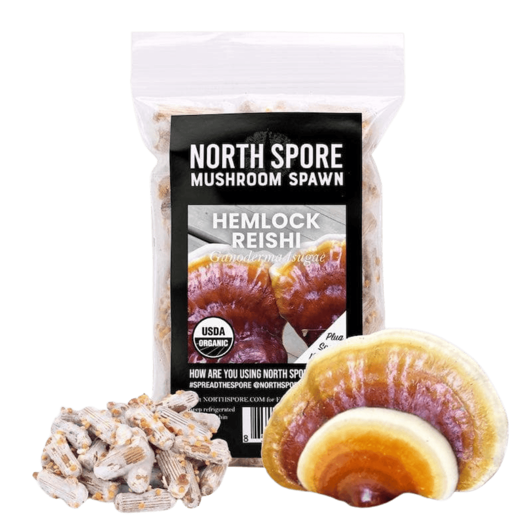 Hemlock Reishi full-size item image #3