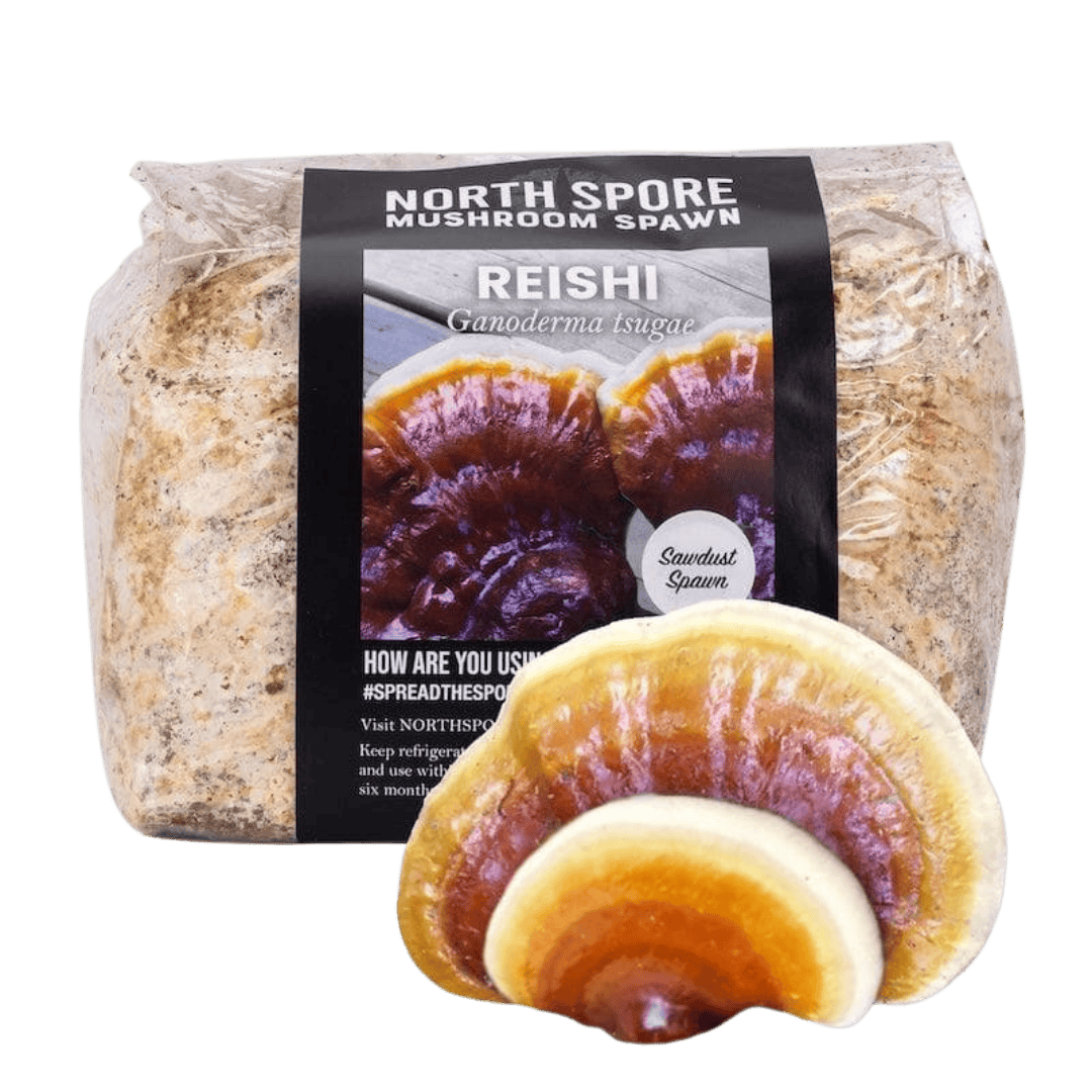 Hemlock Reishi full-size item image #3