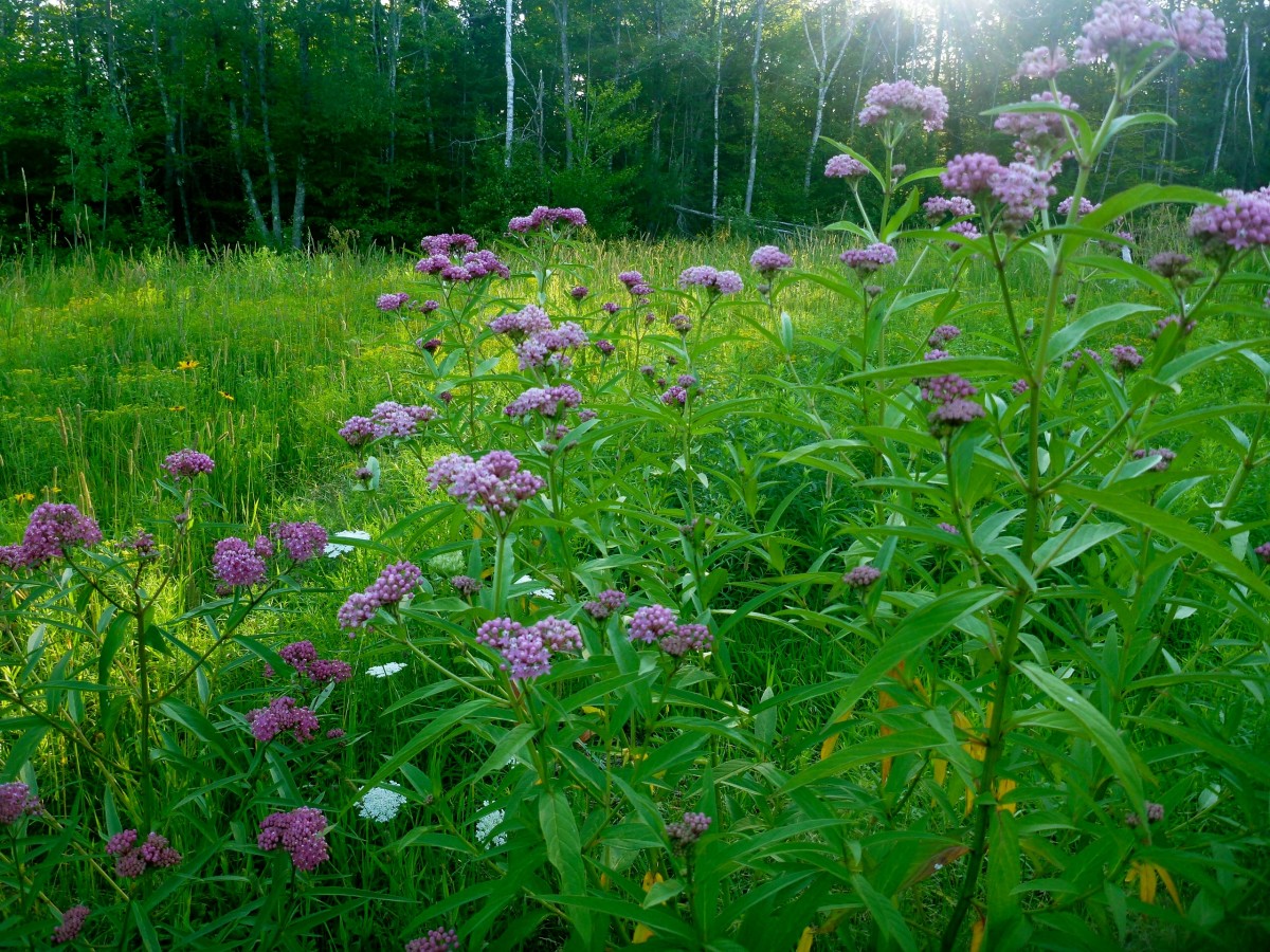 Swamp Red Milkweed full-size item image #5