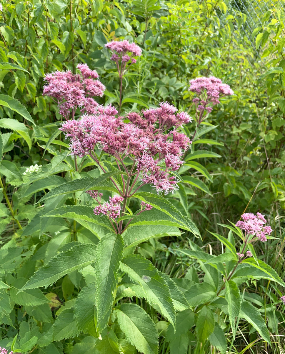 Spotted Joe Pye Weed full-size item image #3