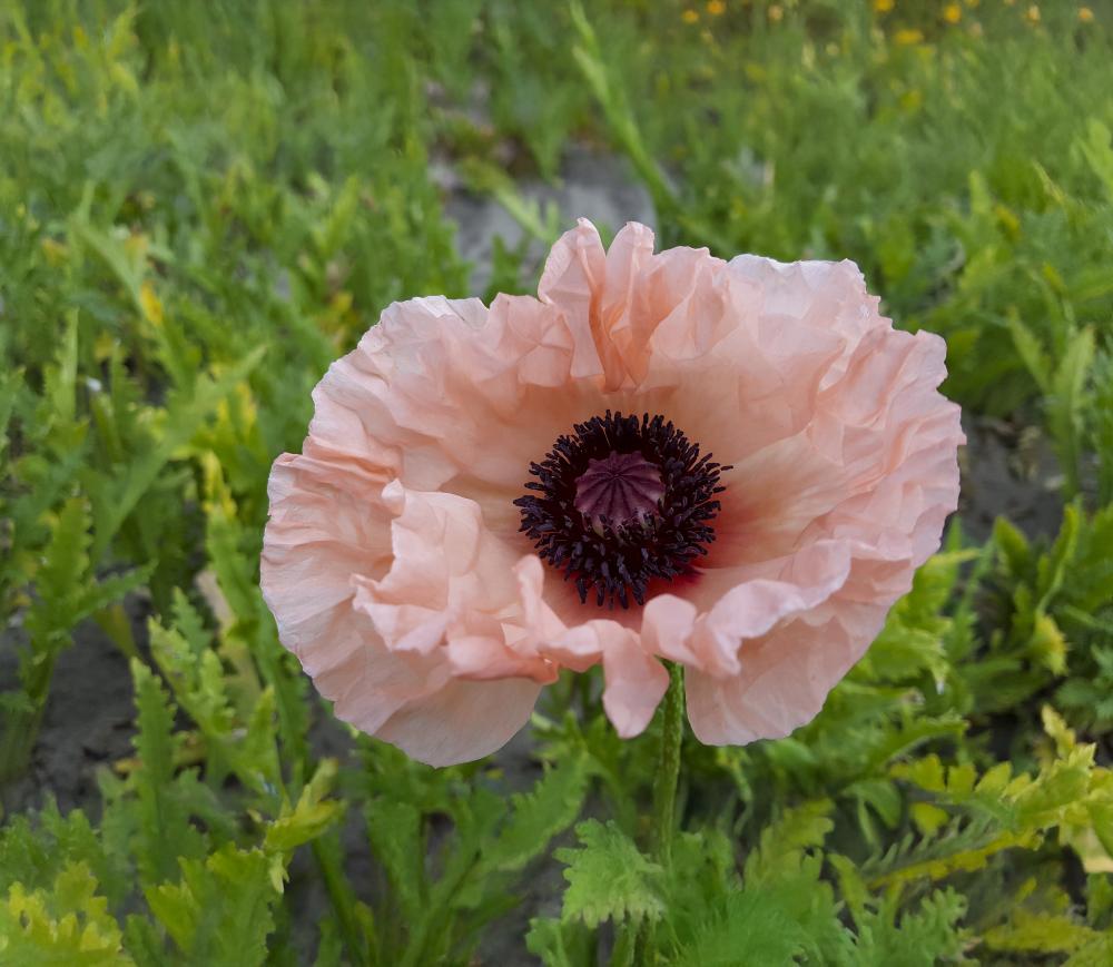 ‘Mrs. Perry’ main full-size item image