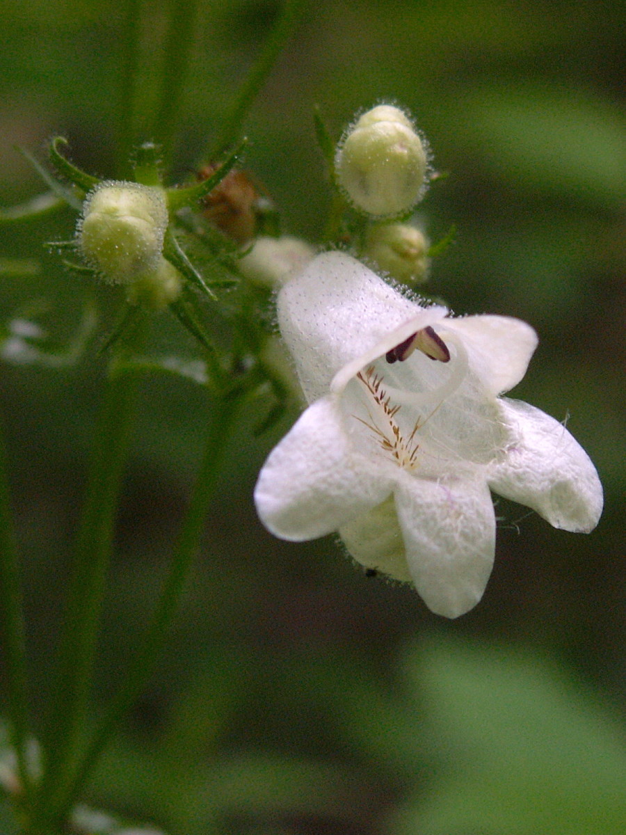 Foxglove Beardtongue full-size item image #5