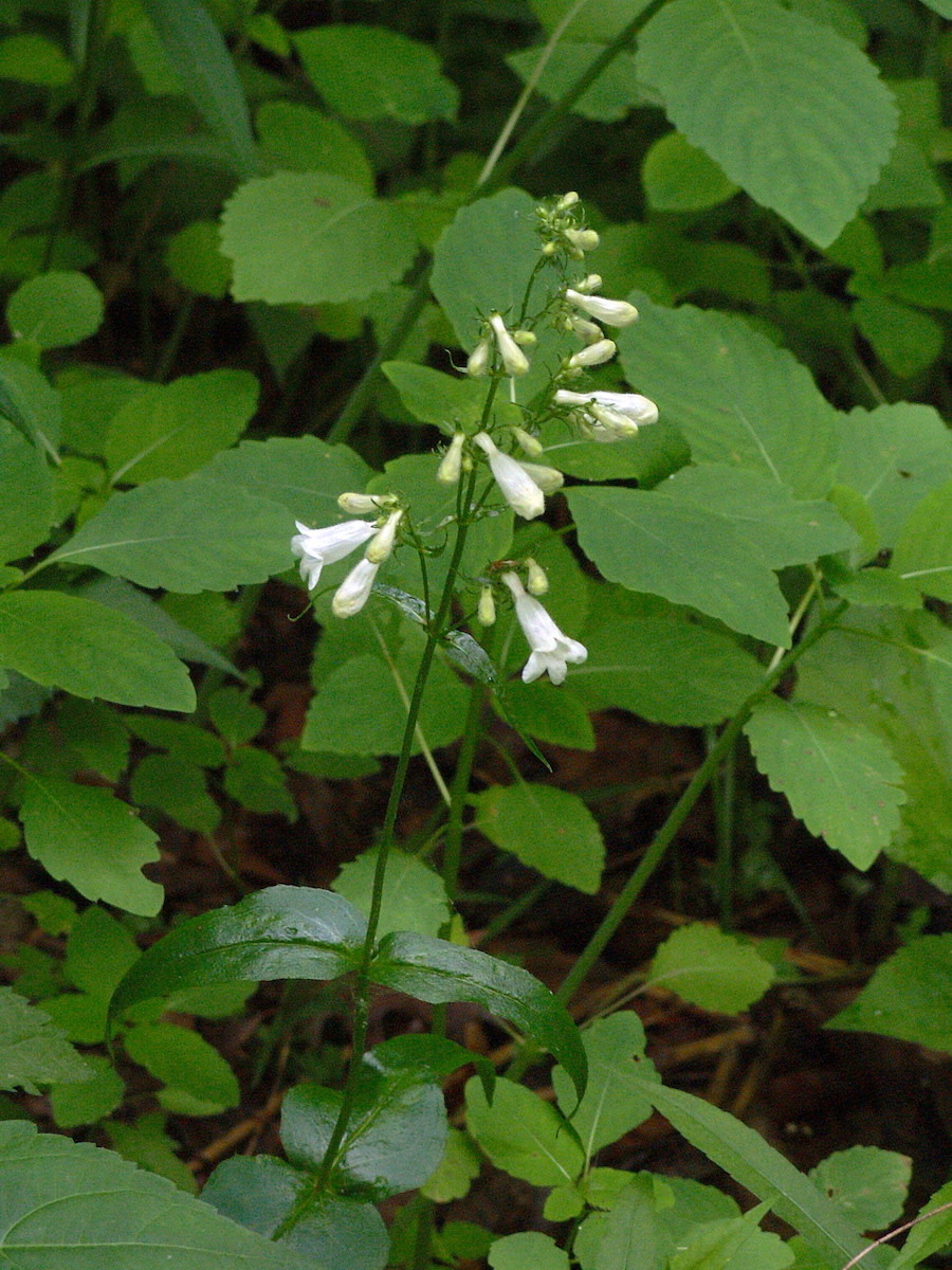 Foxglove Beardtongue full-size item image #5