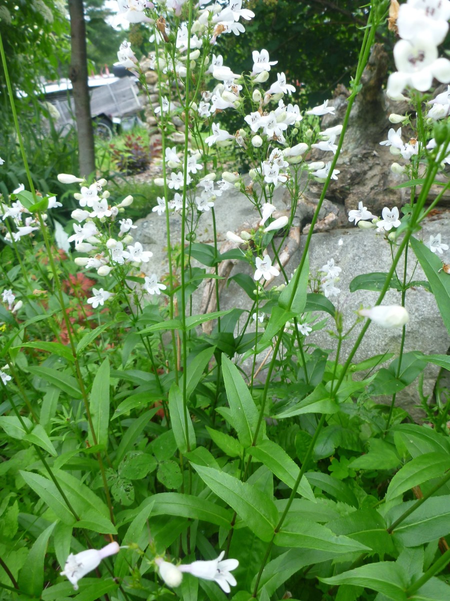 Foxglove Beardtongue full-size item image #5
