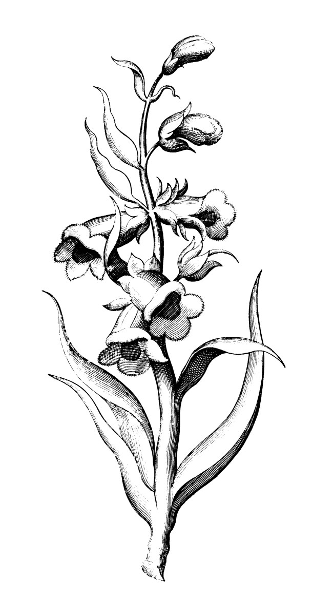 Foxglove Beardtongue full-size item image #5