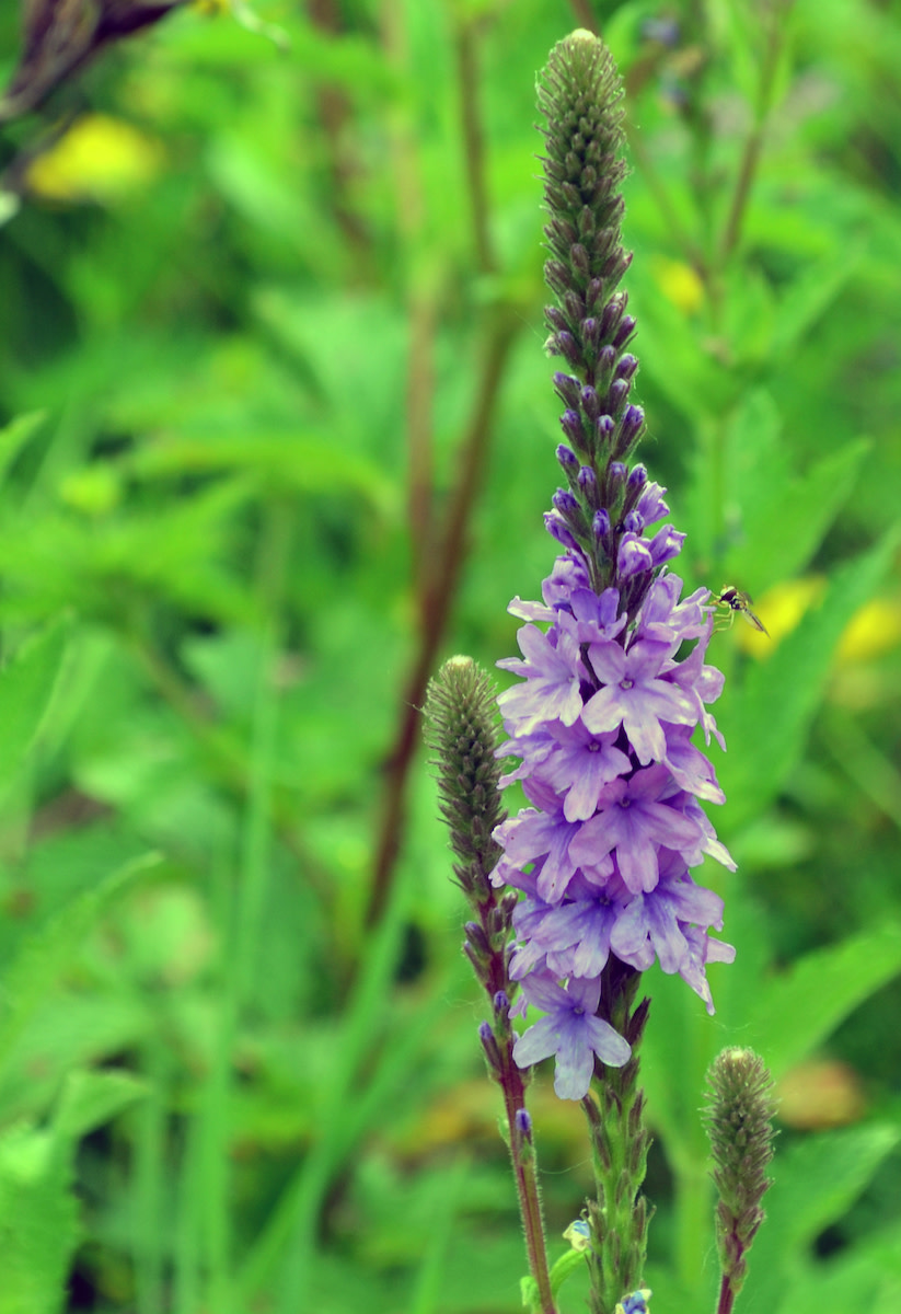 Hoary Vervain full-size item image #3