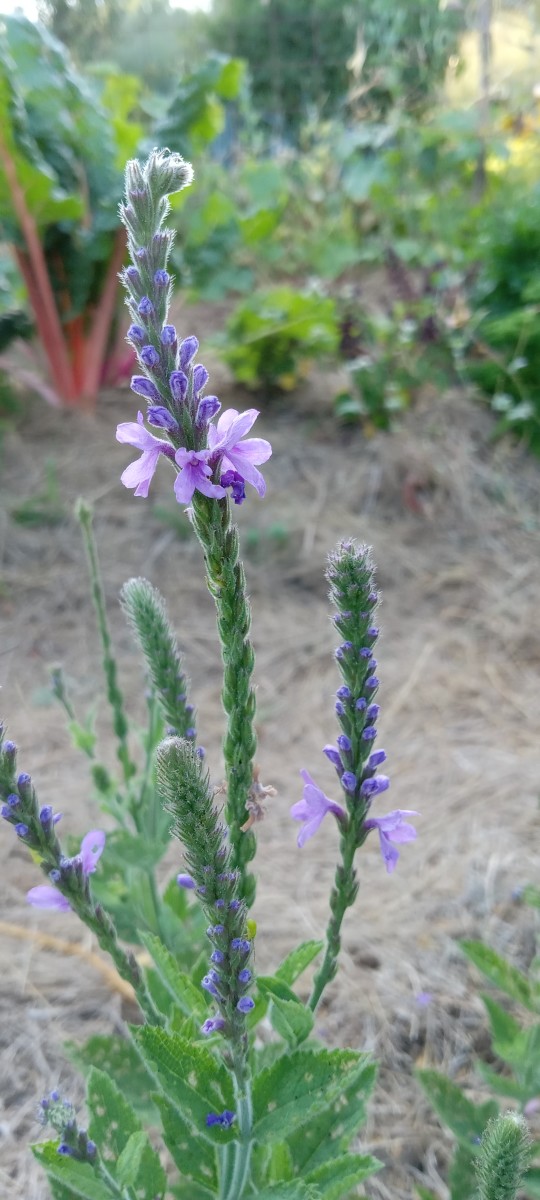 Hoary Vervain full-size item image #3
