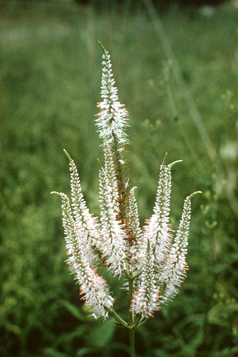 Culver’s Root full-size item image #2