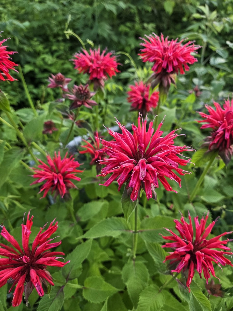 Scarlet Bee Balm main full-size item image