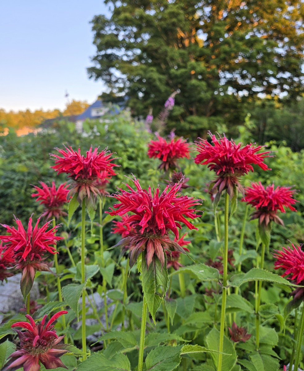 Scarlet Bee Balm full-size item image #3