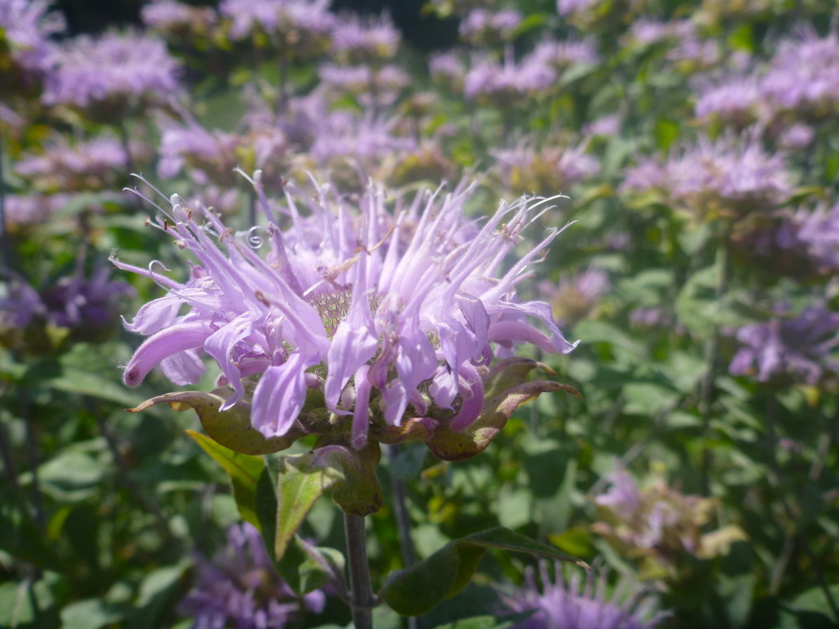 Wild Bergamot main full-size item image
