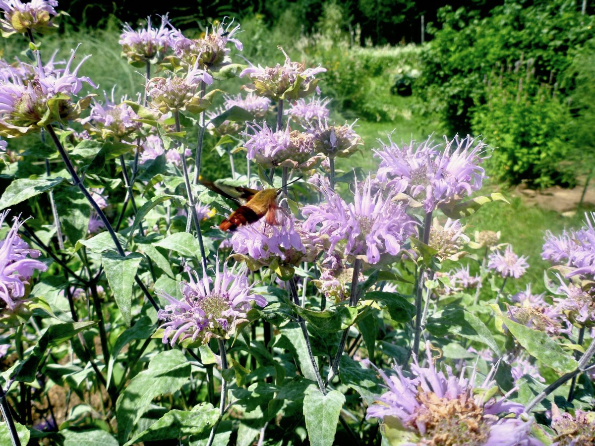 Wild Bergamot full-size item image #3