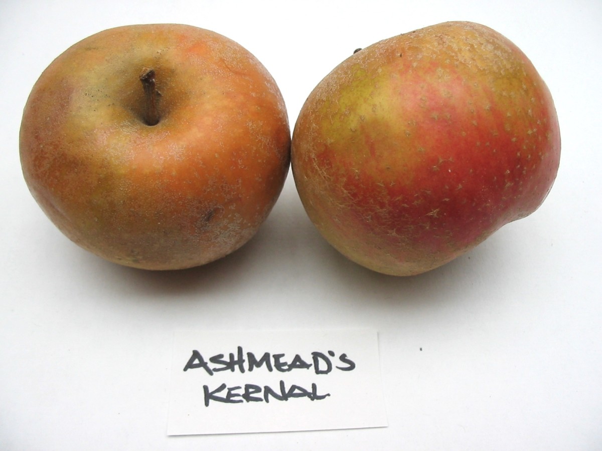 Ashmead’s Kernel full-size item image #3