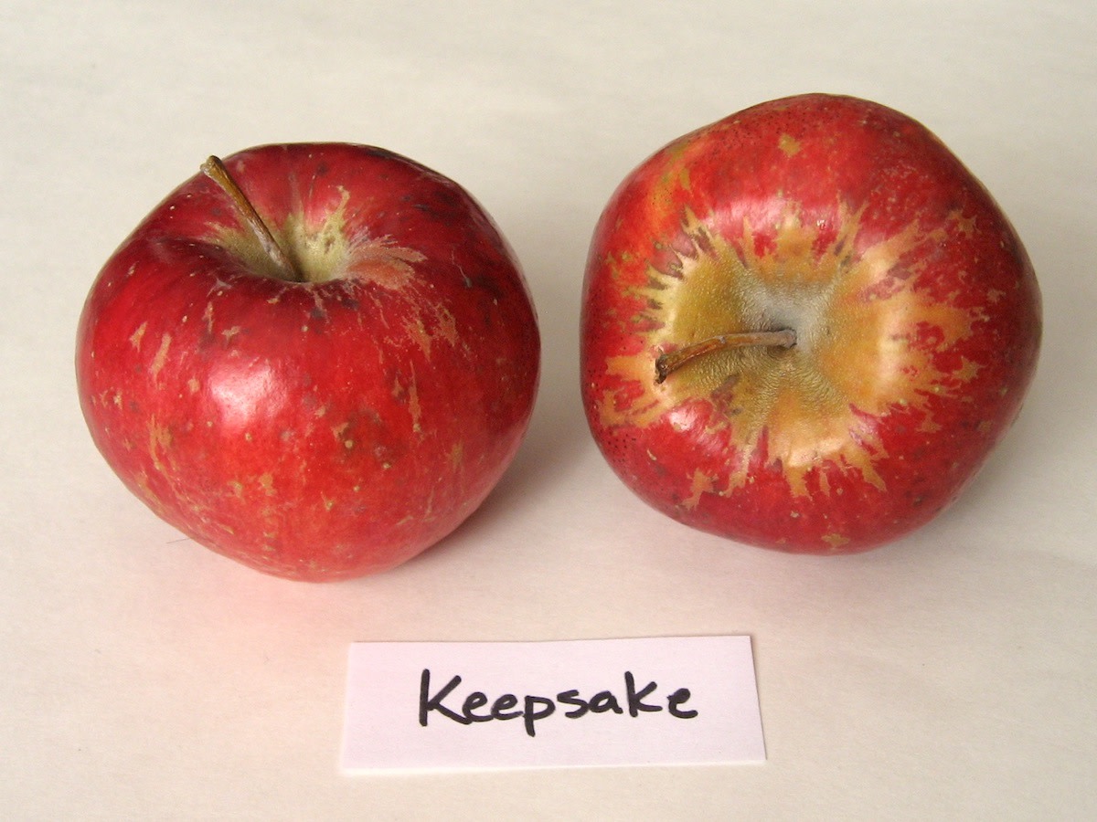 Keepsake Apple - Fedco Seeds