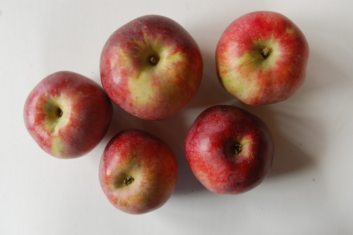 Macoun Apple - Fedco Seeds