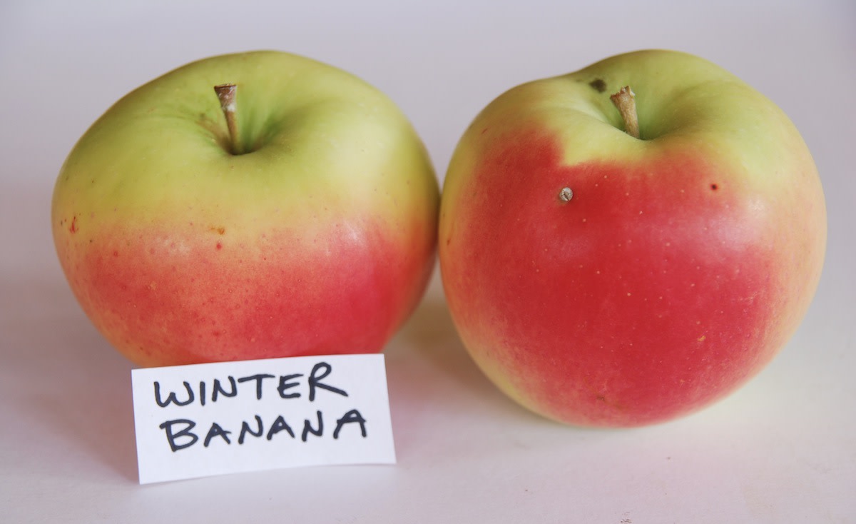 Winter Banana full-size item image #3