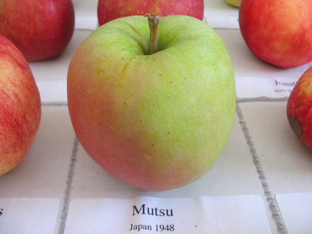 Mutsu Apple - Fedco Seeds